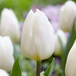 12/+ Cm White Flag Triumph Tulip Flower Bulbs (Bag Of 50)