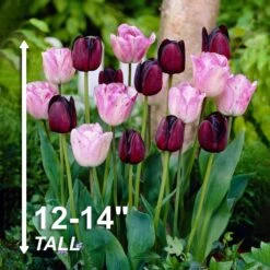 12/+ Cm Purple And Pink Mix Triumph Tulip Flower Bulbs (Bag Of 100) -Garden State Bulb garden state bulb flower bulbs ecf 127 100 04 4f 1000
