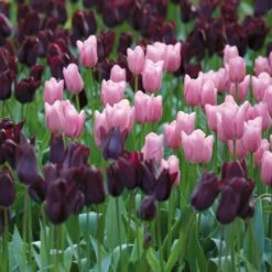 12/+ Cm Purple And Pink Mix Triumph Tulip Flower Bulbs (Bag Of 250) 17 12/+ Cm Purple And Pink Mix Triumph Tulip Flower Bulbs (Bag Of 250) -Garden State Bulb garden state bulb flower bulbs ecf 127 250 10 31 1000