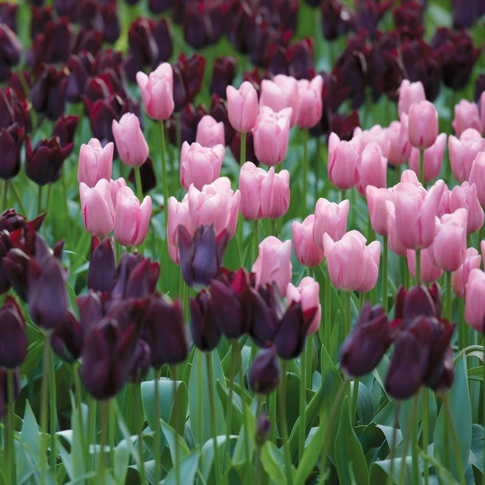 12/+ Cm Purple And Pink Mix Triumph Tulip Flower Bulbs (Bag Of 250) 10 12/+ Cm Purple And Pink Mix Triumph Tulip Flower Bulbs (Bag Of 250) - Image 8