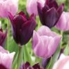12/+ Cm Purple And Pink Mix Triumph Tulip Flower Bulbs (Bag Of 250) -Garden State Bulb garden state bulb flower bulbs ecf 127 250 10 64 1000