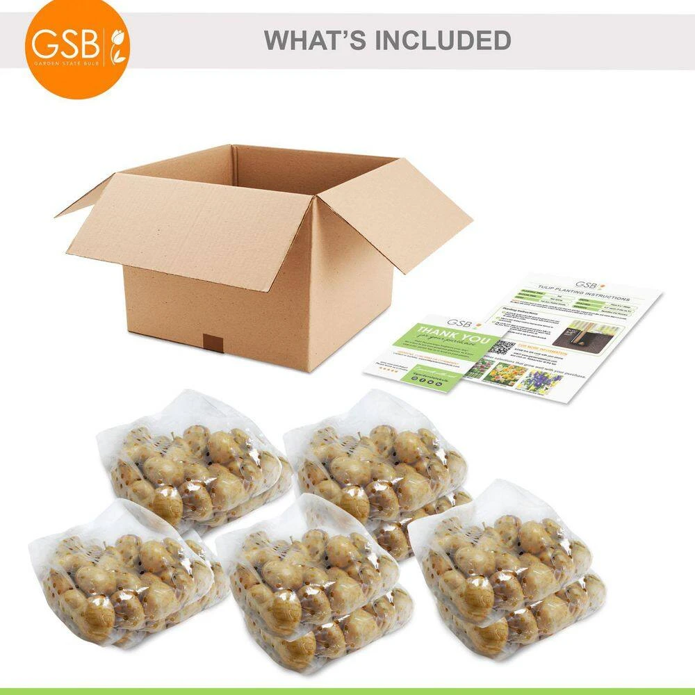 12/+ Cm Purple And Pink Mix Triumph Tulip Flower Bulbs (Bag Of 250) 9 12/+ Cm Purple And Pink Mix Triumph Tulip Flower Bulbs (Bag Of 250) - Image 7