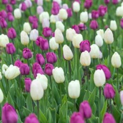 12/+ Cm Purple And White Mix Triumph Tulip Flower Bulbs (Bag Of 250) -Garden State Bulb garden state bulb flower bulbs ecf 128 250 10 31 1000
