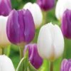 12/+ Cm Purple And White Mix Triumph Tulip Flower Bulbs (Bag Of 250)