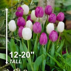 12/+ Cm Purple And White Mix Triumph Tulip Flower Bulbs (Bag Of 50) -Garden State Bulb garden state bulb flower bulbs ecf 128 50 02 4f 1000