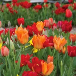 12/+ Cm Red And Orange Mix Darwin Hybrid Tulip Flower Bulbs (Bag Of 100) -Garden State Bulb garden state bulb flower bulbs ecf 129 100 04 31 1000