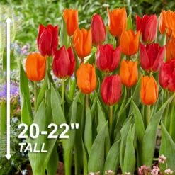 12/+ Cm Red And Orange Mix Darwin Hybrid Tulip Flower Bulbs (Bag Of 100) -Garden State Bulb garden state bulb flower bulbs ecf 129 100 04 4f 1000