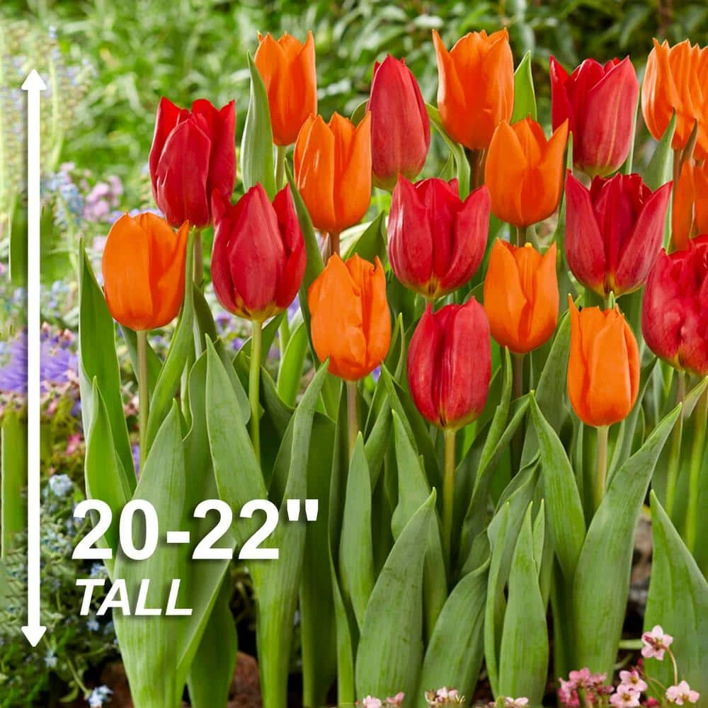 12/ Cm, Red And Orange Mix Darwin Hybrid Tulip Flower Bulbs (Bag Of 25) 5 12/ Cm, Red And Orange Mix Darwin Hybrid Tulip Flower Bulbs (Bag Of 25) - Image 3