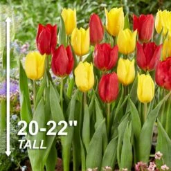 12/+ Cm Yellow And Red Mix Darwin Hybrid Tulip Flower Bulbs (Bag Of 250) -Garden State Bulb garden state bulb flower bulbs ecf 130 250 10 4f 1000