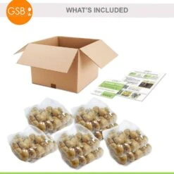 12/+ Cm Yellow And Red Mix Darwin Hybrid Tulip Flower Bulbs (Bag Of 250) -Garden State Bulb garden state bulb flower bulbs ecf 130 250 10 76 1000