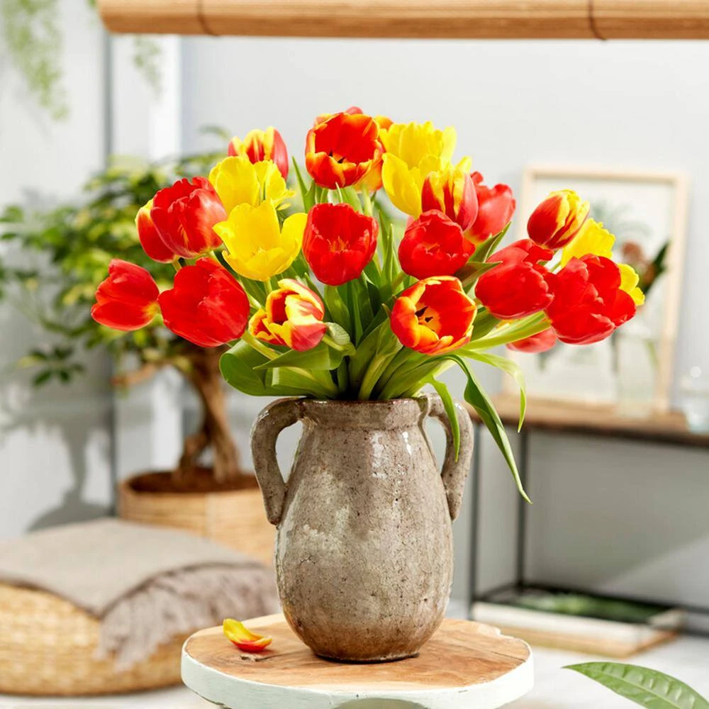 12/+ Cm Yellow And Red Mix Darwin Hybrid Tulip Flower Bulbs (Bag Of 50) 10 12/+ Cm Yellow And Red Mix Darwin Hybrid Tulip Flower Bulbs (Bag Of 50) - Image 8