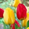 12/+ Cm Yellow And Red Mix Darwin Hybrid Tulip Flower Bulbs (Bag Of 50) -Garden State Bulb garden state bulb flower bulbs ecf 130 50 02 64 1000