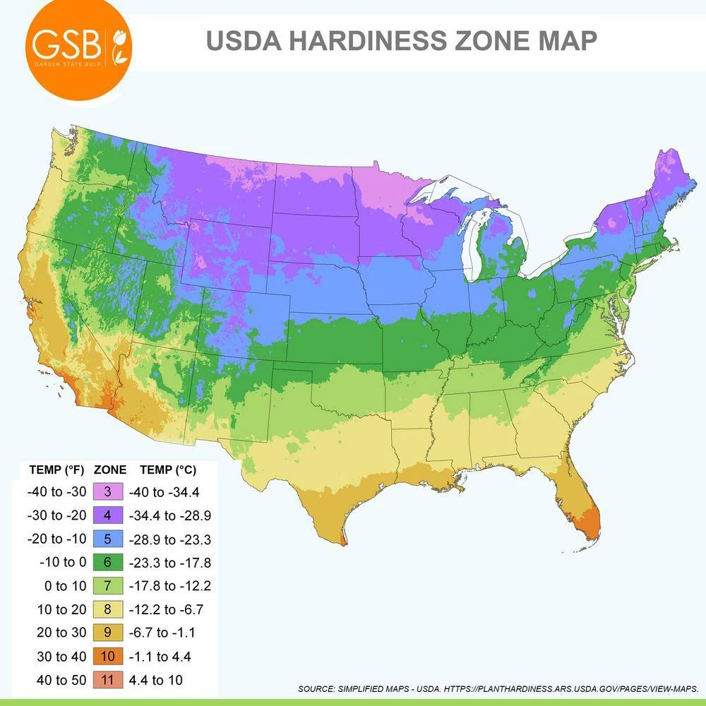 12/+ Cm Yellow And Red Mix Darwin Hybrid Tulip Flower Bulbs (Bag Of 50) 8 12/+ Cm Yellow And Red Mix Darwin Hybrid Tulip Flower Bulbs (Bag Of 50) - Image 6