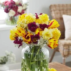 12/+ Cm Yellow And Maroon Mix Triumph Tulip Flower Bulbs (Bag Of 100) -Garden State Bulb garden state bulb flower bulbs ecf 131 100 04 31 1000