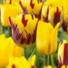 12/+ Cm Yellow And Maroon Mix Triumph Tulip Flower Bulbs (Bag Of 100)