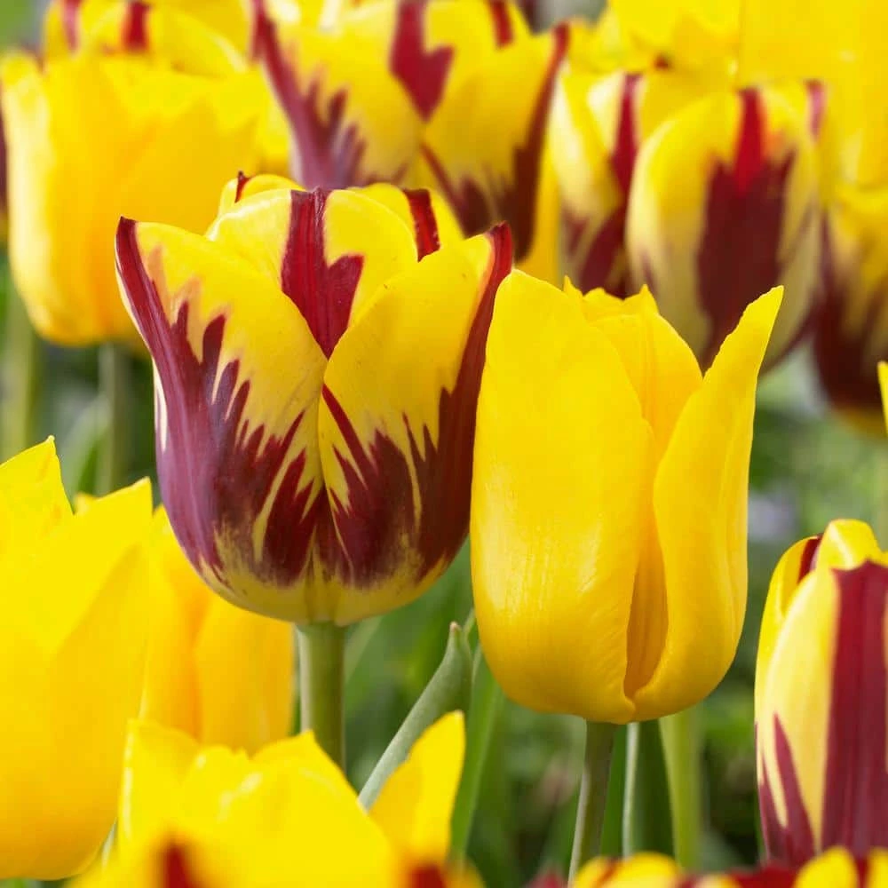 12/ Cm, Yellow And Maroon Mix Triumph Tulip Flower Bulbs (Bag Of 25) 3 12/ Cm, Yellow And Maroon Mix Triumph Tulip Flower Bulbs (Bag Of 25)