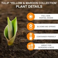 12/ Cm, Yellow And Maroon Mix Triumph Tulip Flower Bulbs (Bag Of 25) 11 12/ Cm, Yellow And Maroon Mix Triumph Tulip Flower Bulbs (Bag Of 25) -Garden State Bulb garden state bulb flower bulbs ecf 131 25 01 c3 1000