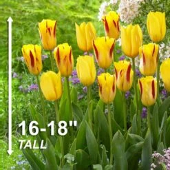 12/+ Cm Yellow And Maroon Mix Triumph Tulip Flower Bulbs (Bag Of 250) -Garden State Bulb garden state bulb flower bulbs ecf 131 250 10 4f 1000