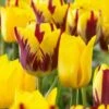 12/+ Cm Yellow And Maroon Mix Triumph Tulip Flower Bulbs (Bag Of 50) -Garden State Bulb garden state bulb flower bulbs ecf 131 50 02 64 1000
