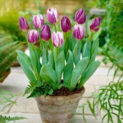 11/12cm Purple Reflection Mixed Triumph Tulip Flower Bulbs (Bag Of 25) -Garden State Bulb garden state bulb flower bulbs ecf 132 25 01 31 1000