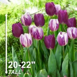 11/12 Cm Purple Reflection Mixed Triumph Tulip Flower Bulbs (Bag Of 50) -Garden State Bulb garden state bulb flower bulbs ecf 132 50 02 4f 1000