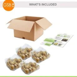 12/+ Cm Bright Sunshine Mix Single Late Tulip Flower Bulbs (Bag Of 100) -Garden State Bulb garden state bulb flower bulbs ecf 133 100 04 76 1000