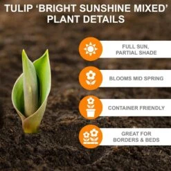 12/+ Cm Bright Sunshine Mix Single Late Tulip Flower Bulbs (Bag Of 100) -Garden State Bulb garden state bulb flower bulbs ecf 133 100 04 c3 1000