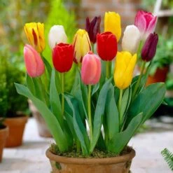 12/+ Cm Bright Sunshine Mix Single Late Tulip Flower Bulbs (Bag Of 250) -Garden State Bulb garden state bulb flower bulbs ecf 133 250 10 31 1000