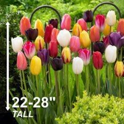 12/+ Cm Bright Sunshine Mix Single Late Tulip Flower Bulbs (Bag Of 250) -Garden State Bulb garden state bulb flower bulbs ecf 133 250 10 4f 1000
