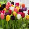 12/+ Cm Bright Sunshine Mix Single Late Tulip Flower Bulbs (Bag Of 250) -Garden State Bulb garden state bulb flower bulbs ecf 133 250 10 64 1000
