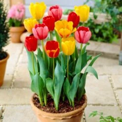 12/+ Cm Darwin Hybrid Mixed Tulip Flower Bulbs (Bag Of 100) -Garden State Bulb garden state bulb flower bulbs ecf 134 100 04 31 1000