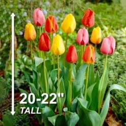 12/ Cm, Darwin Hybrid Mixed Tulip Flower Bulbs (Bag Of 25) 12 12/ Cm, Darwin Hybrid Mixed Tulip Flower Bulbs (Bag Of 25) -Garden State Bulb garden state bulb flower bulbs ecf 134 25 01 4f 1000