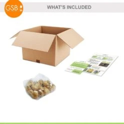 12/ Cm, Darwin Hybrid Mixed Tulip Flower Bulbs (Bag Of 25) 16 12/ Cm, Darwin Hybrid Mixed Tulip Flower Bulbs (Bag Of 25) -Garden State Bulb garden state bulb flower bulbs ecf 134 25 01 76 1000