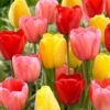 12/+ Cm Darwin Hybrid Mixed Tulip Flower Bulbs (Bag Of 250) -Garden State Bulb garden state bulb flower bulbs ecf 134 250 10 64 1000