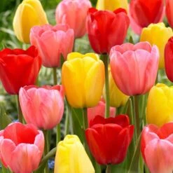 12/+ Cm Darwin Hybrid Mixed Tulip Flower Bulbs (Bag Of 250)