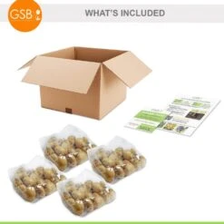 12/+ Cm, Double Dutch Mixed Tulip Flower Bulbs (Bag Of 100) -Garden State Bulb garden state bulb flower bulbs ecf 135 100 04 76 1000