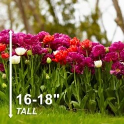 12/ Cm, Double Dutch Mixed Tulip Flower Bulbs (Bag Of 25) -Garden State Bulb garden state bulb flower bulbs ecf 135 25 01 4f 1000