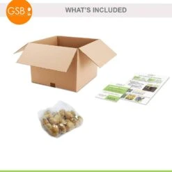 12/ Cm, Double Dutch Mixed Tulip Flower Bulbs (Bag Of 25) -Garden State Bulb garden state bulb flower bulbs ecf 135 25 01 76 1000