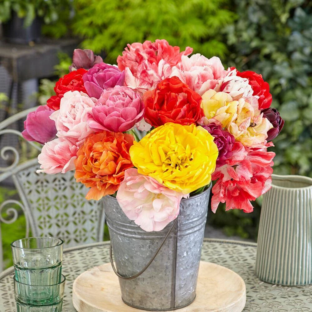 12/+ Cm, Double Dutch Mixed Tulip Flower Bulbs (Bag Of 50) 10 12/+ Cm, Double Dutch Mixed Tulip Flower Bulbs (Bag Of 50) - Image 8