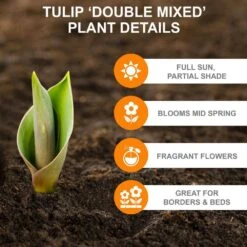 12/+ Cm, Double Dutch Mixed Tulip Flower Bulbs (Bag Of 50) 11 12/+ Cm, Double Dutch Mixed Tulip Flower Bulbs (Bag Of 50) -Garden State Bulb garden state bulb flower bulbs ecf 135 50 02 c3 1000