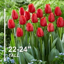 12/+ Cm, Darwin Hybrid Red Impression Tulip Bulbs (Bag Of 100) -Garden State Bulb garden state bulb flower bulbs ecf 136 100 04 4f 1000