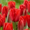 12/+ Cm, Darwin Hybrid Red Impression Tulip Bulbs (Bag Of 100)