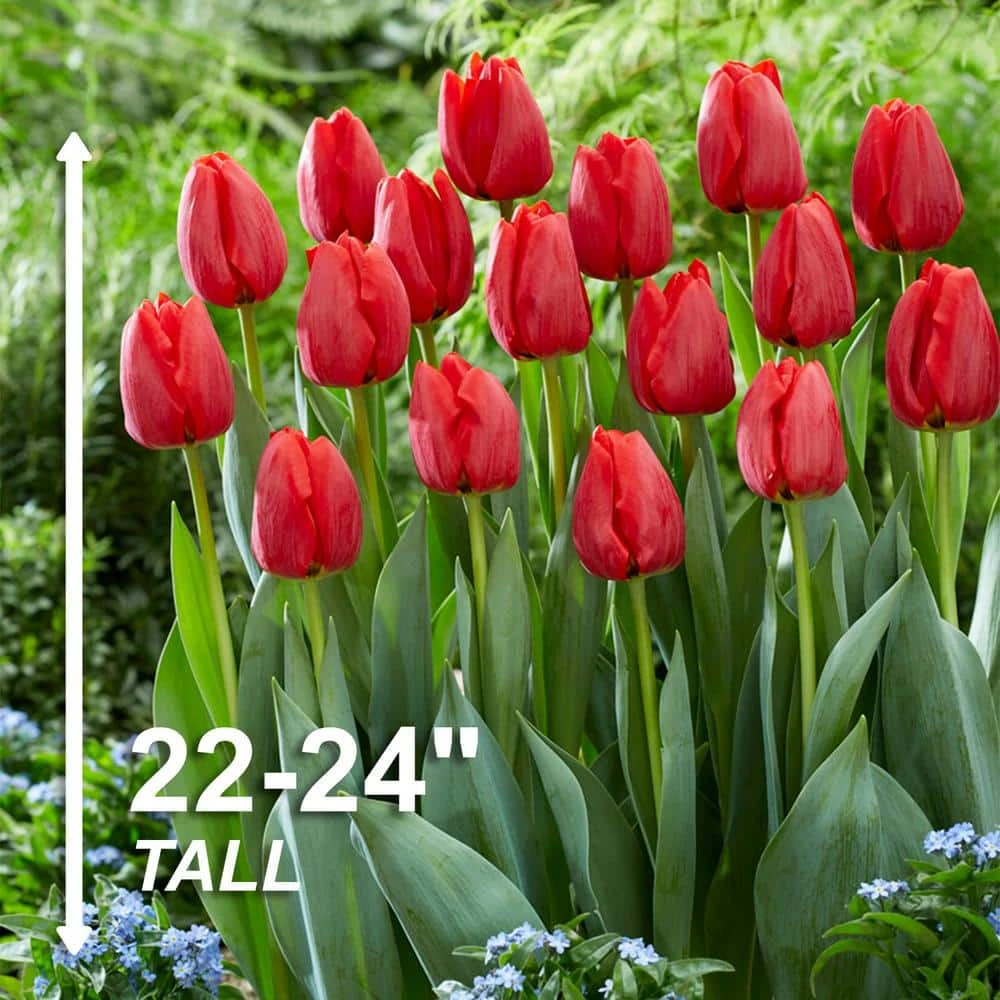 12/ Cm, Darwin Hybrid Red Impression Tulip Bulbs (Bag Of 25) 5 12/ Cm, Darwin Hybrid Red Impression Tulip Bulbs (Bag Of 25) - Image 3