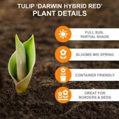 12/ Cm, Darwin Hybrid Red Impression Tulip Bulbs (Bag Of 25) 11 12/ Cm, Darwin Hybrid Red Impression Tulip Bulbs (Bag Of 25) -Garden State Bulb garden state bulb flower bulbs ecf 136 25 01 c3 1000