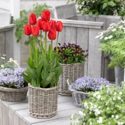 12/+ Cm, Darwin Hybrid Red Impression Tulip Bulbs (Bag Of 50) -Garden State Bulb garden state bulb flower bulbs ecf 136 50 02 31 1000