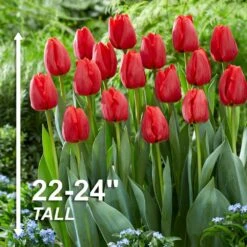 12/+ Cm, Darwin Hybrid Red Impression Tulip Bulbs (Bag Of 50) -Garden State Bulb garden state bulb flower bulbs ecf 136 50 02 4f 1000