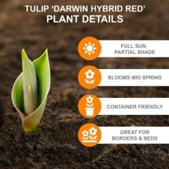 12/+ Cm, Darwin Hybrid Red Impression Tulip Bulbs (Bag Of 50) -Garden State Bulb garden state bulb flower bulbs ecf 136 50 02 c3 1000