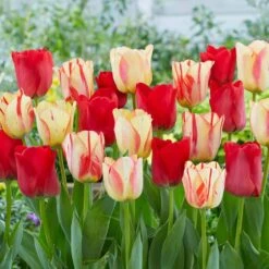 12/ Cm, Spryng Break Blend Triumph Tulip Bulbs (Bag Of 25)