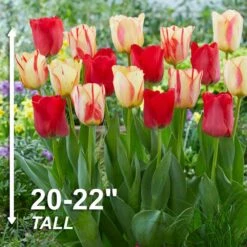 12/+ Cm, Spryng Break Blend Triumph Tulip Bulbs (Bag Of 250) -Garden State Bulb garden state bulb flower bulbs ecf 137 250 10 4f 1000
