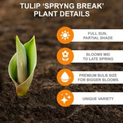 12/+ Cm, Spryng Break Blend Triumph Tulip Bulbs (Bag Of 250) -Garden State Bulb garden state bulb flower bulbs ecf 137 250 10 c3 1000